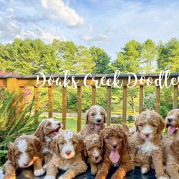 Bernedoodle, Goldendoodle, and Poodle Puppies from Doaks Creek Doodles