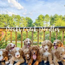 Bernedoodle, Goldendoodle, and Poodle Puppies from Doaks Creek Doodles