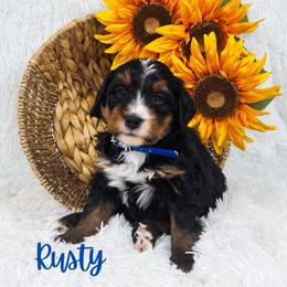 Rusty - Tri-color male Bernedoodle puppy in Saratoga Springs, Utah from O’Hearon’s Amazing Puppies