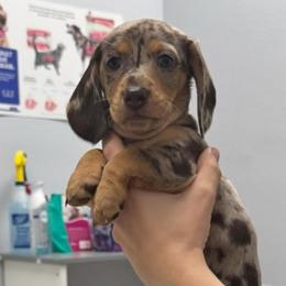 Dachshund Puppies from Wiggles & Wags Dachshund's