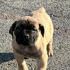Anakin - Brown male Boerboel puppy in Manassas, Virginia from Relentless Boerboels