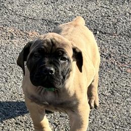 Anakin - Brown male Boerboel puppy in Manassas, Virginia from Relentless Boerboels