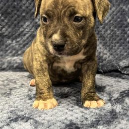 Fawn Brindle Male 1 - Fawn brindle male American Pit Bull Terrier puppy in Nine Mile Falls, Washington from Bartin Kennels