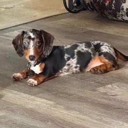 Oreo - Dapple male Dachshund puppy in South Haven, Kansas from Keen's Dachshunds