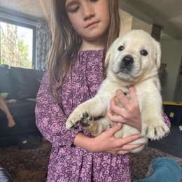 Boy 1 - Yellow male Labrador Retriever puppy in Isanti, Minnesota from Four Corners Family Labs