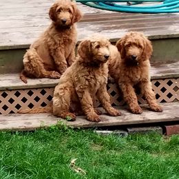 Goldendoodle Puppies from It's Reigning Red Goldendoodles