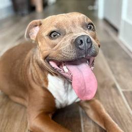 Khloe - Staffordshire Bull Terrier