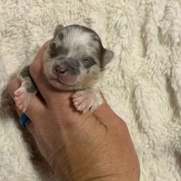 Candy - Blue merle and tan tri female Pomeranian puppy in Franklin, North Carolina from A&J Cutie Pawtooties