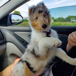 Collie Puppies from Arabella Collies