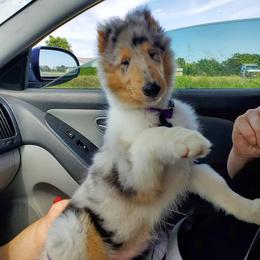 Collie Puppies from Arabella Collies