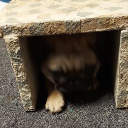 Pug Puppies from Pickwick Pugs