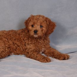 Cavachon, Cavalier King Charles Spaniel, and Cavapoo Puppies from Comfort Cavs