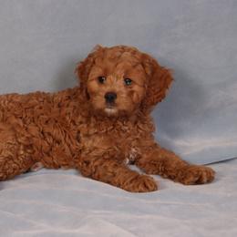 Cavachon, Cavalier King Charles Spaniel, and Cavapoo Puppies from Comfort Cavs