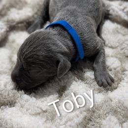 Toby - Blue male Weimaraner puppy in Evart, Michigan from Drehbar Weimaraners