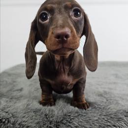 Chocolate and tan female - Chocolate and tan female Dachshund puppy in Belle Rive, Illinois from Akin's Miniature Dachshunds, LLC