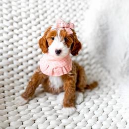 Miura - Red  female Goldendoodle puppy in Springville, Utah from Happy Doodle