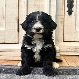 Black and White Bicolor - Black and white male Bernedoodle puppy in Brooksville, Florida from Kruger Doodles