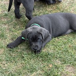 Charcoal- green collar - Charcoal male Dilute Retriever puppy in Teton County, Montana from East Front Labradors & Treasure State Schnauzers