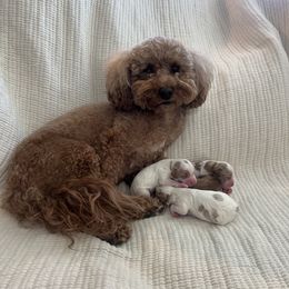 Cavapoo puppies from Dashing Dogs