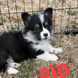 Pip - Black and tan female Pembroke Welsh Corgi puppy in Hotchkiss, Colorado from Grand Mesa Corgis