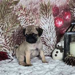 Blitzen - Fawn male Pug puppy in Atwood, Illinois from Peace Road Puppies