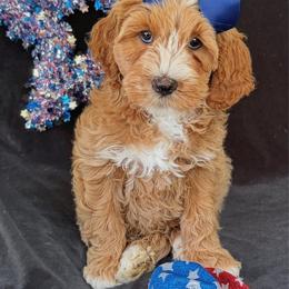 Georgia - Apricot female Australian Labradoodle puppy in Washington, North Carolina from Pamlico Labradoodles
