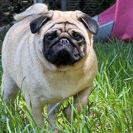 Holly - Pug