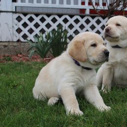 Labrador Retriever Puppies from Andrew Ewing