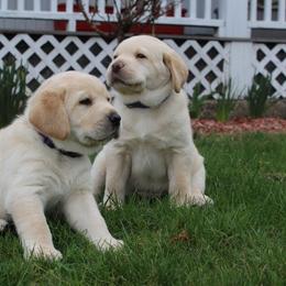 Labrador Retriever Puppies from Andrew Ewing