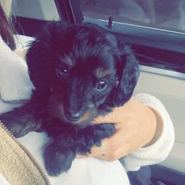 Boy 2 - Black and tan male Dachshund puppy in Oklahoma from DRB Dachshunds