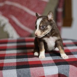 Girl 6 - Tri-color female Border Collie puppy in Cadiz, Ohio from Graham Livestock