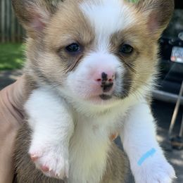 Boy 1 - Red Pembroke Welsh Corgi puppy in Cumming, Georgia from Carter’s Corgis LLC