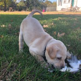Australian Shepherd and Labrador Retriever Puppies from Wheatland Dog Center