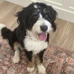 Kobe - Bernedoodle