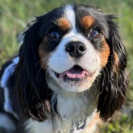 Poppy - Cavalier King Charles Spaniel