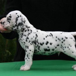 Boy (Green) - White and black Dalmatian puppy in Spring Branch, Texas from D'vine Dalmatians