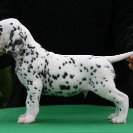 Boy (Green) - White and black Dalmatian puppy in Spring Branch, Texas from D'vine Dalmatians