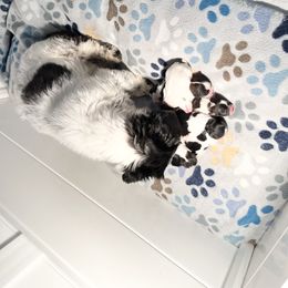 Shih Tzu Puppies from NC Stellar Puppies