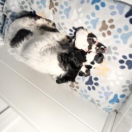 Shih Tzu Puppies from NC Stellar Puppies