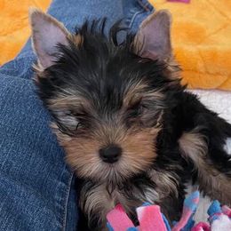 Yorkshire Terriers from Diamonds of York