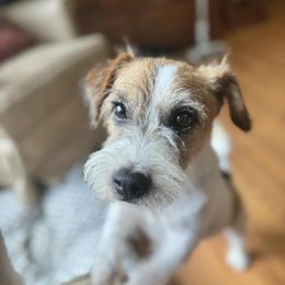 Mountain Top Have it Your Way - White and tan male Russell Terrier puppy in Viper, Kentucky from Mountain Top