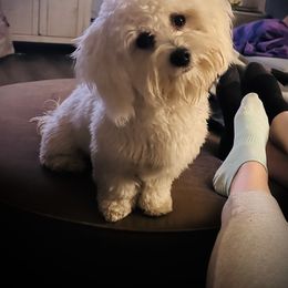 Coton de Tulear All Grown Up from Seven Seas Cotons