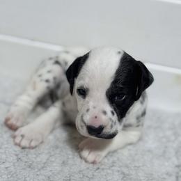 Owen Grady -black collar - White and black male Dalmatian puppy in Whitwell, Tennessee from Rock a Dalmatian “RockADal”