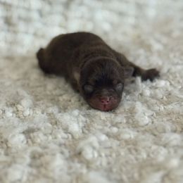 Chia - Chocolate female Pomeranian puppy in Canandaigua, New York from Fingerlakes Pomeranians