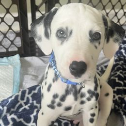 Dark Blue Boy - White and black Dalmatian puppy in Lakeland, Florida from Ink Spot Canines