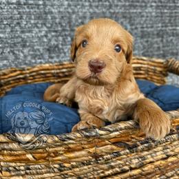 Sapphire - Red  female Goldendoodle puppy in Chattanooga, Tennessee from Hilltop Cuddle Pups