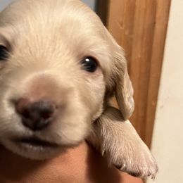 Boy 1 - Cream Dachshund puppy in Blaine, Tennessee from East TN Dachshunds