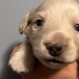 Boy 1 - Cream Dachshund puppy in Blaine, Tennessee from East TN Dachshunds