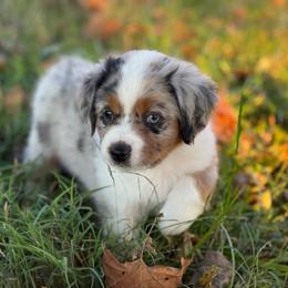 Boy 6 - Blue merle male Miniature Australian Shepherd puppy in Greenville, South Carolina from QC Homestead Miniature Australian Shepherds