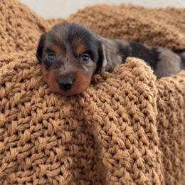 Cassie - Dapple female Dachshund puppy in North Fort Myers, Florida from Trust Fund Devil Kennel